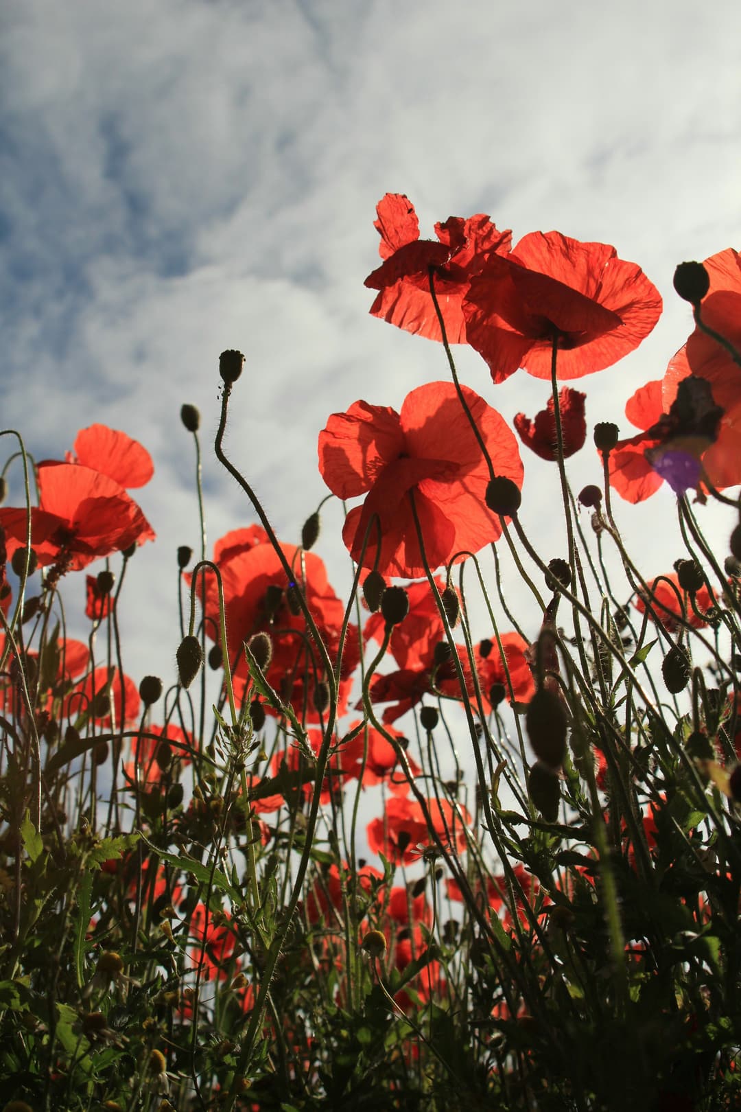 World War 1 poppies